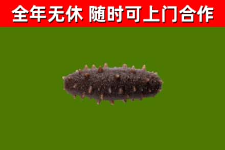 安庆回收海参干